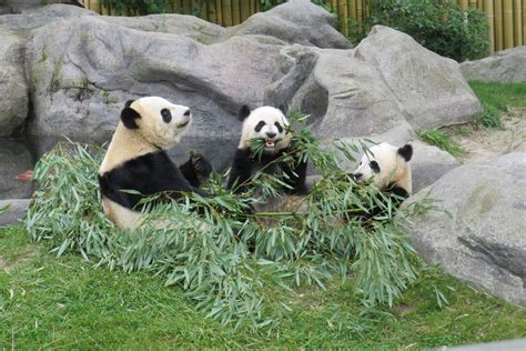 Wild Giant Panda Betway